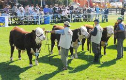 During ten days a major display of the best of Uruguay's livestock and agriculture supplies  
