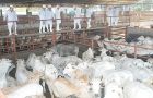 The Paraguayan Rural Association plans to double cattle slaughtering by 2020