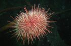 Chilean urchin - Loxechinus albus (|Pic: SMSG)