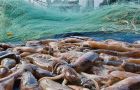 Shrimp and squid exports from Argentina to the Far East have grown consistently