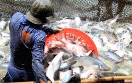 Catfish farmed in Vietnam has often raised questions about conditions under which it is produced but has displaced other produce because of its lower price