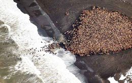 NOAA photographed the gathering, known as a haul-out, north of the village of Point Lay over the weekend.