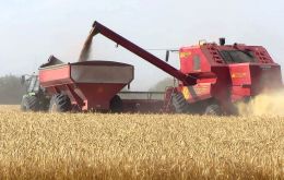 World wheat production in 2014 is forecast to reach a new record