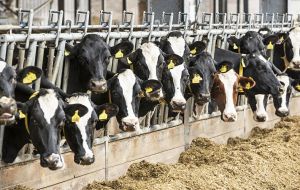 Milk production continues to grow steadily in many countries pushing prices down