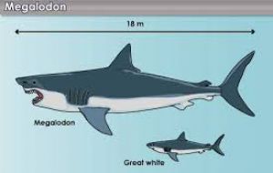 Apparently these deadly predators were the reason why whales were much smaller millions of years ago. 