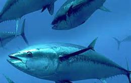 EU is the main market for Ecuadorian tuna, accounting for 65% of exports. The country is also the leading supplier of canned and pre-cooked tuna.