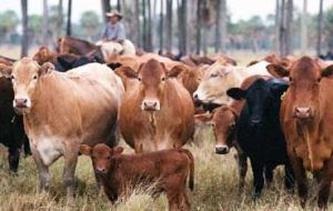 Russia is Paraguay's main market for beef and is only willing to pay 3.300 dollars per ton compared to an average 4.800 dollars until last September