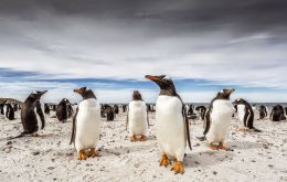 Barry Robertson  image, Bleaker Island, in the Falkland Islands.