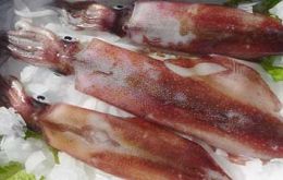Squid (Illex argentinus) was the main export item with 119,802 tons, 10% less than in 2013, when 133,082 tons were shipped abroad