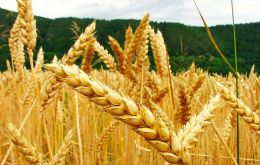 Prices of wheat, coarse grains and rice were all lower, but the decline was most pronounced for wheat, reflecting improvement in wheat production prospects
