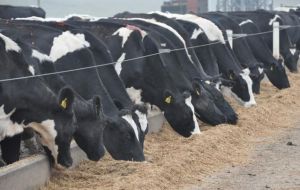 Researchers at the Ministry of Agriculture in Northwest A&F University, Yangling,  used hi-tech genetic technology to insert a mouse gene into Holstein-Friesian cattle.