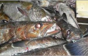 Apart from squid, various species of finfish is also caught, rock cod, hake, hoki, and toothfish being the most important in terms of value. 