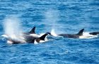 Killer whales are not the only animals to take fish off the fishermen’s longlines in the South Georgia area however.