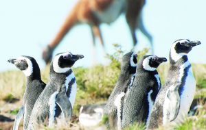 It hosts the largest colony of Magellan penguins in the world, accounting for almost 40% of the global population