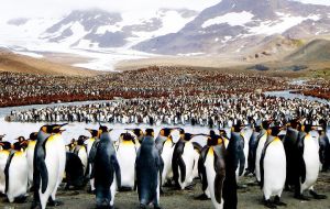 After Grytviken the site most often visited was Gold Harbour with a large king penguin colony with an impressive scenic backdrop of mountains and glaciers