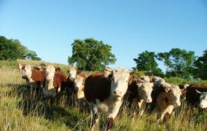 Uruguay's excellent sanitary situation and grass-fed cattle has the country among the world's main exporters to the most strict markets