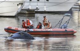 The mammal, apparently a humpback, measuring some seven meters appeared near a posh Buenos Aires Yacht Club on Monday morning