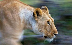 The website dedicated to celebrating World Lion Day states that despite humans’ admiration for the dangerous cat, their future is uncertain.
