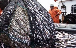 Landings of common hake (Merluccius hubbsi) totaled 116.873 tons, figure which shows a decrease of 3% over that last year (120,451.7 tons).