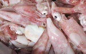 Squid (Illex argentinus), one of Argentina's fishing industry main catches, suffered a decrease of 21.4%, falling from 153,349.3 tons to 120,509.3 tons.