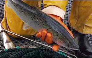 UK is also helping with genetic research on improving Chilean salmon resistance against the bacterial threat Salmon Rickettsial Syndrome.