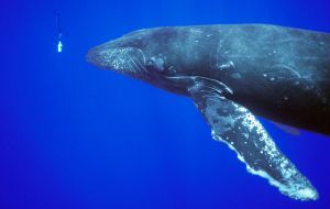 Cantor and Whitehead used an underwater microphone to listen to the sperm whales' clicking sounds, and located differing codas. 