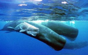 “Our findings show that biased social learning is a required ingredient for the segregation of clans of sperm whales with different 'dialects',” said 