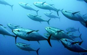 Populations of some commercial fish stocks, such as tuna, mackerel and bonito, have fallen by almost 75%, according to a study by WWF and ZSL.