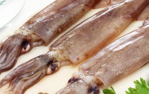 The official release points out that the average price of squid is around $ 1,100 per ton this season, well below the $ 2,300 reached in 2012