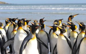 A classic visit of the Islands: Volunteer Point with its hundreds of different penguins 