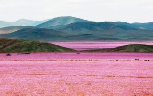 The cyclical warming of the central Pacific may be causing droughts and floods, but in the vast desert of north Chile it has caused a vibrant explosion of flowers