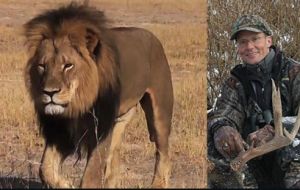 Cecil, the magnificent male lion killed in Zimbabwe last July by Minnesota dentist and big-game hunter Walter Palmer, 