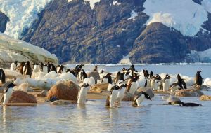 Kim has focused ecological monitoring and visitor sites management in Antarctica spending summer seasons in primitive conditions surrounded by gentoo penguins