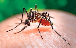 Mosquito transmitted Zika causes a dengue-like illness, with symptoms that include fever, headache, skin rash, red eyes, and muscle ache