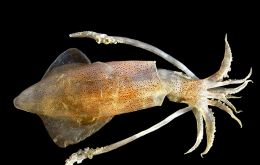 Although their bathymetric distribution overlaps, European squid prefers shallow waters, while veined squid generally moves in deeper water over the slope. 