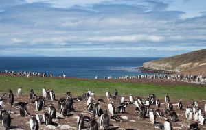 There are 130.000 breeding pairs on the Falkland Islands, making it the largest gentoo population on earth.