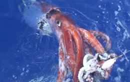  Northern Chimbote giant squid: there are landings of about 80 tons per day and all of it is sent northwards.