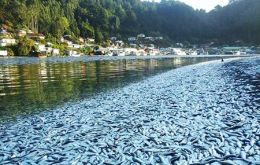 Television news footage showed masses of the lifeless silver fish more than a foot deep choking the waters in and around the river shores and boats.
