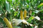 Maize quotations increased the most, influenced by weaker US dollar and spill over from soaring prices in the vegetable oils complex