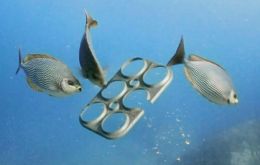 Plastic rings, untold numbers of which end up in rivers and oceans, can be fatal traps for fish, turtles and sea birds
