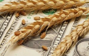 The increase in the wheat area means an investment of 380 million dollars over the last season   