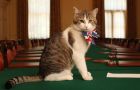 Larry is staying. He's very much the Downing Street cat, not the Camerons' personal cat, Cabinet Office spokesman Benjamin Oliver said