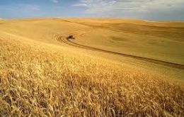 Global wheat production is now pegged at 732 million tons, more than 1% higher than anticipated in June, due to improved prospects in EU, the Russia and the U.S.