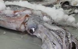 Giant squid started appearing in Paita, Bayóvar, Talara and Yacila, small to medium sized specimen but good quality, good texture and good color.