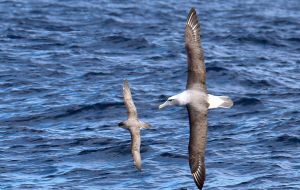 Of 29 albatross and large petrels species covered by ACAP, 19 are threatened by the IUCN: 11 are Vulnerable, 5 Endangered and 3 Critically Endangered. 