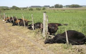 In 2008, lightning in a San Jose ranch, Uruguay, struck a paddock’s wire fence, killing 52 of the cattle grazing inside. 