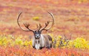 The national park, the largest in Norway with wild reindeer populations, spans some 8,000 square kilometers and is home to 10,000 to 11,000 wild reindeer.