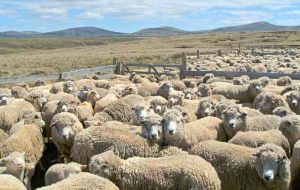 The next biggest farm on the East, producing 43,221 kilos of wool from 9,302 sheep was Gibraltar Station owned by the Pitaluga family