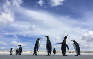 Groups of King penguins hang out on the beach on Volunteer Point, Falkland Islands. King penguins are the largest of the Falklands penguins, at an average height of just over three feet tall. (Jahi Ch