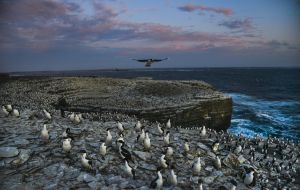 As the sunlight fades, thousands of Imperial Cormorants, with a sprinkle of Rockhopper penguins, nest along the cliff tops of Sea Lion Island, the southernmost part of the Falklands. (Jahi Chikwendiu/